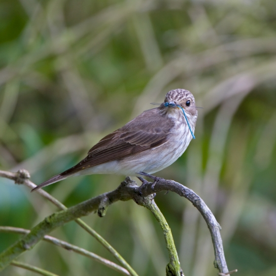 Spotted fly clearance catcher